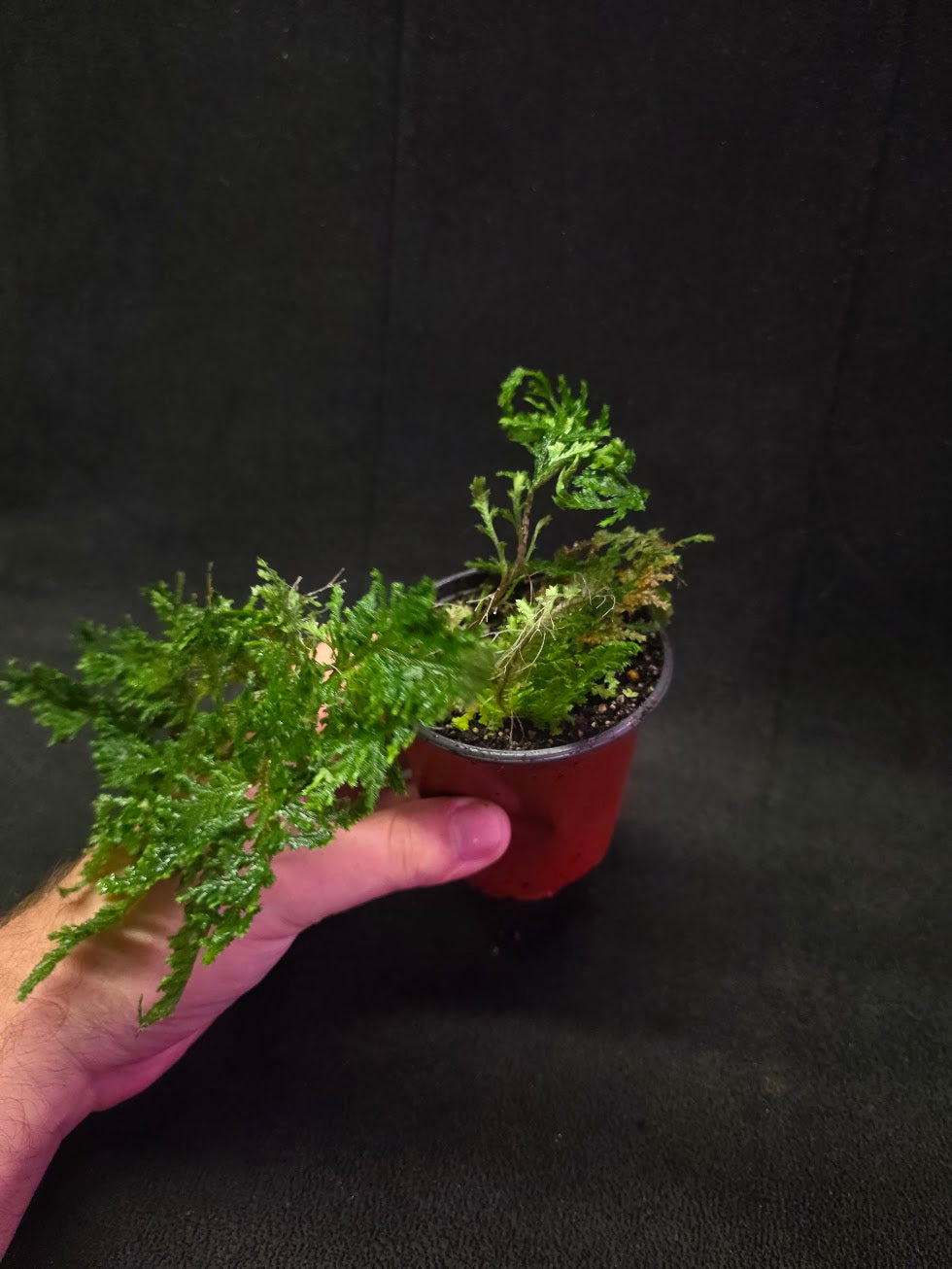 Selaginella Amazonica #03