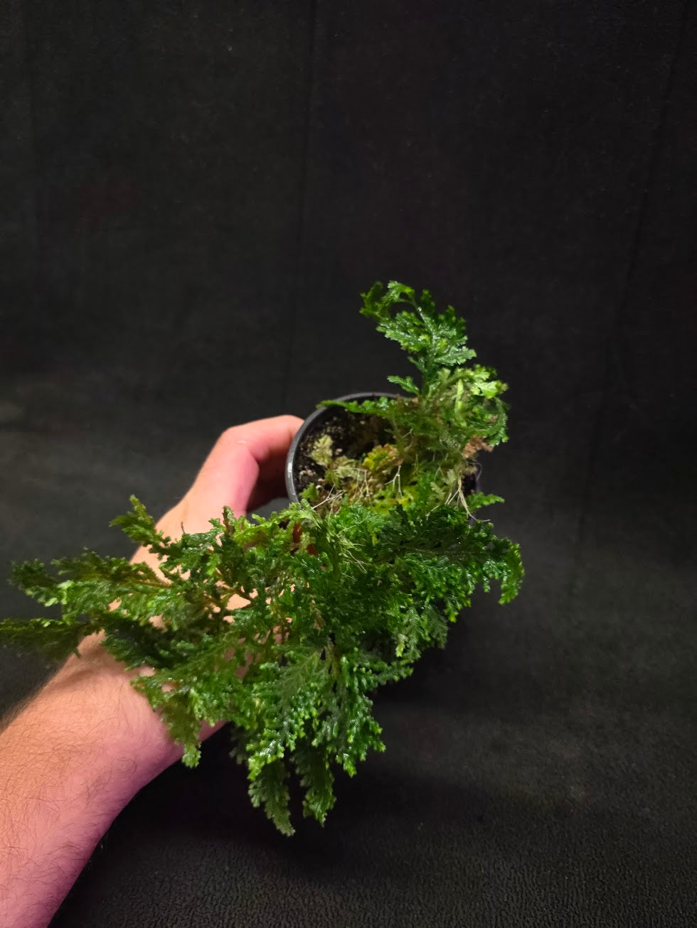 Selaginella Amazonica #03