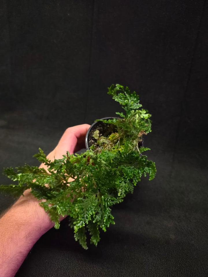 Selaginella Amazonica #03