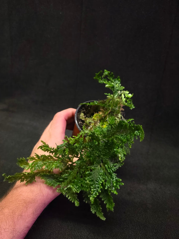 Selaginella Amazonica #03