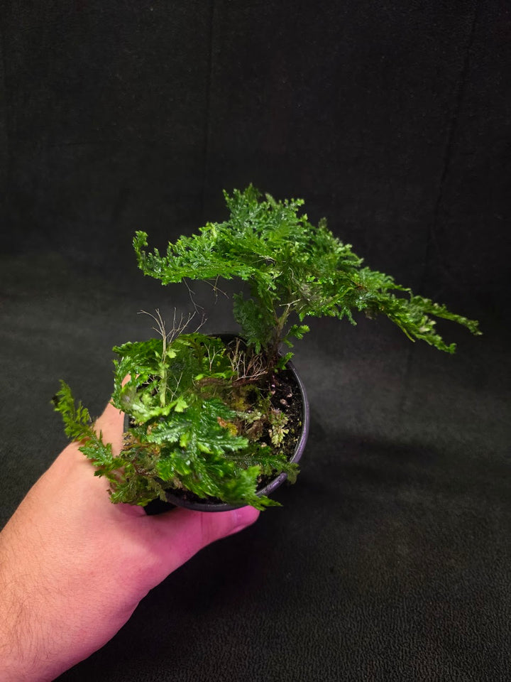 Selaginella Amazonica #03