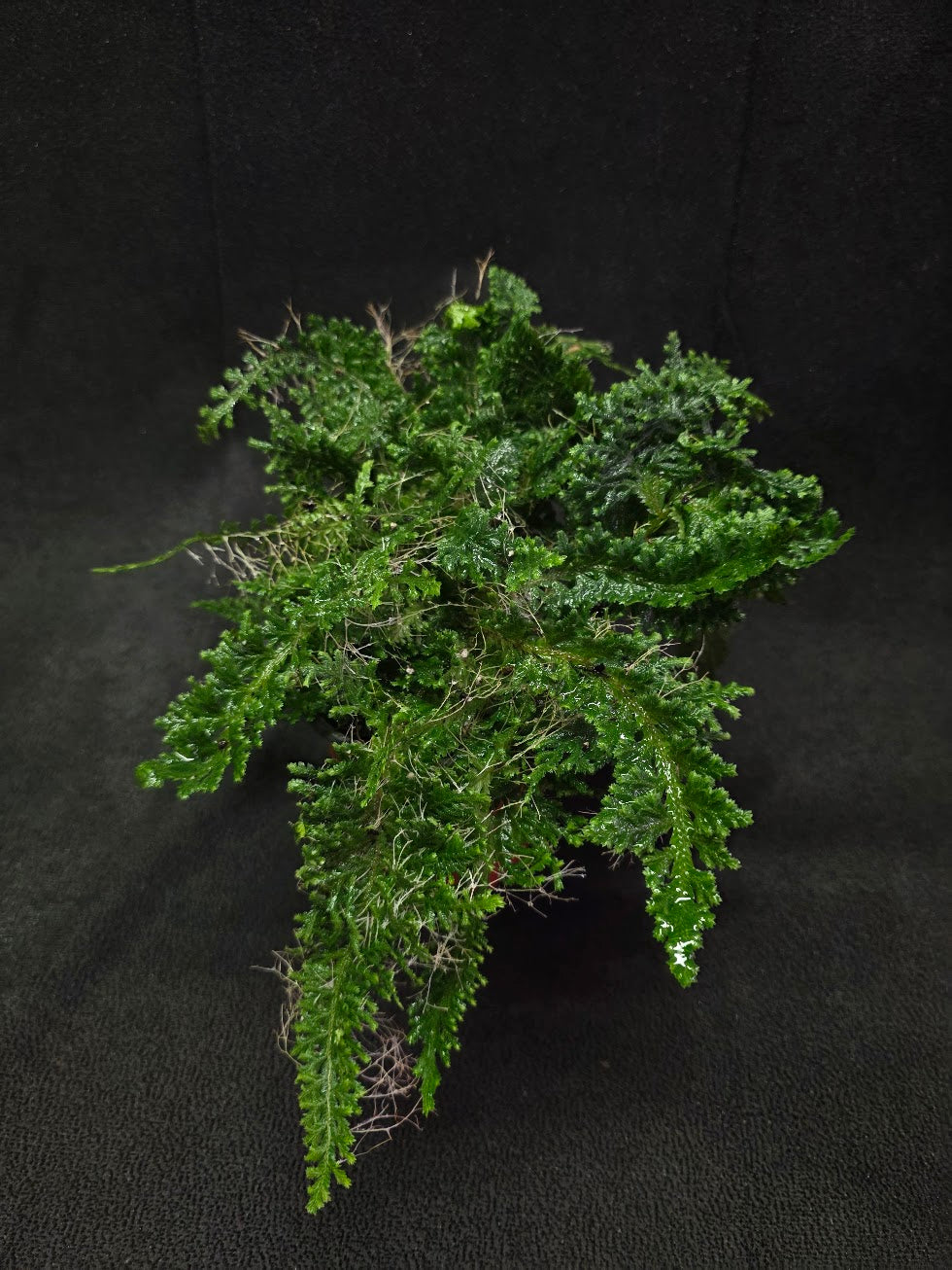 Selaginella Amazonica #04