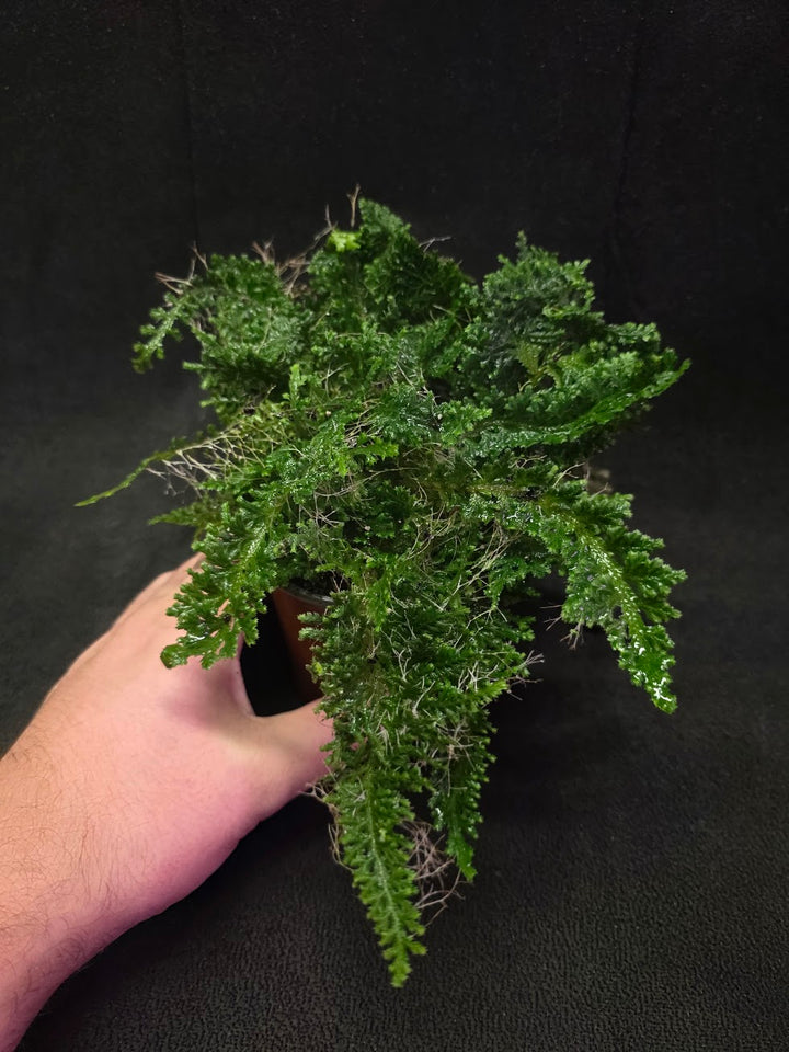 Selaginella Amazonica #04