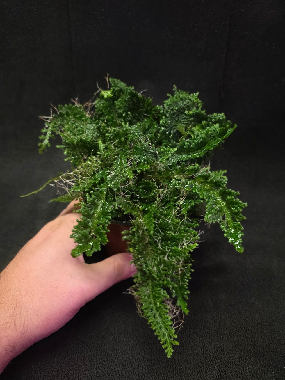 Selaginella Amazonica #04