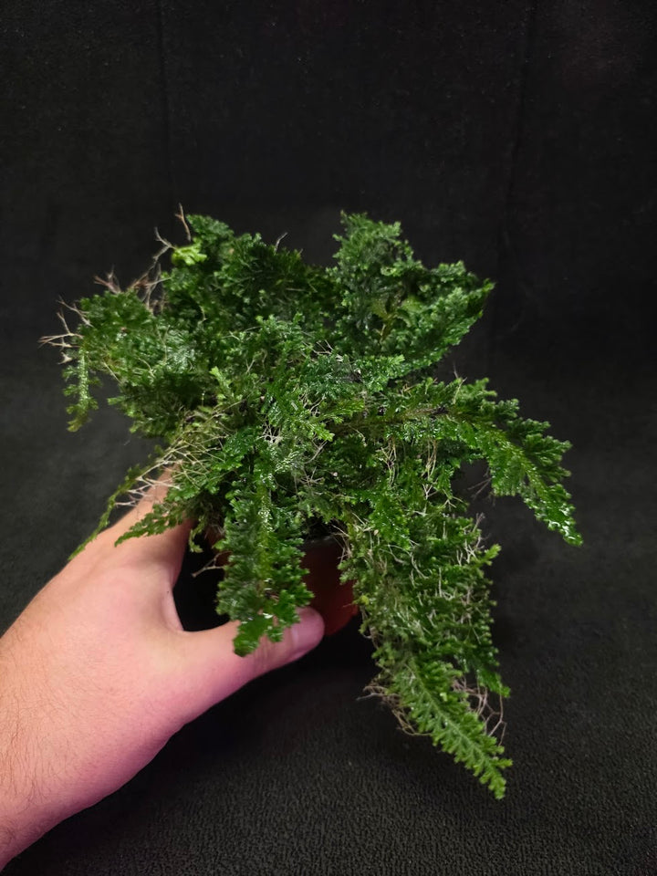 Selaginella Amazonica #04