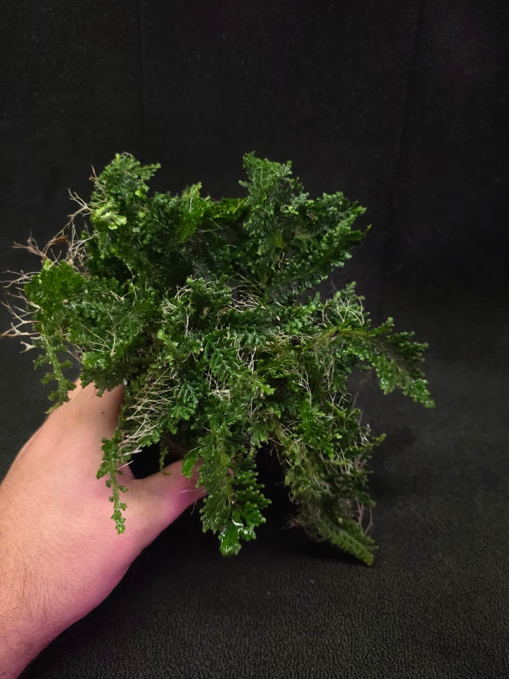 Selaginella Amazonica #04
