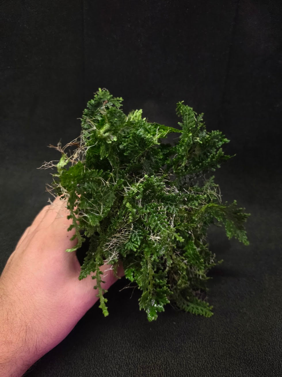 Selaginella Amazonica #04