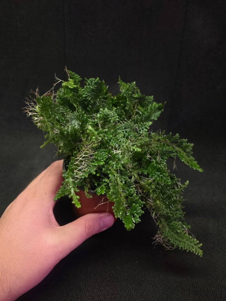 Selaginella Amazonica #04