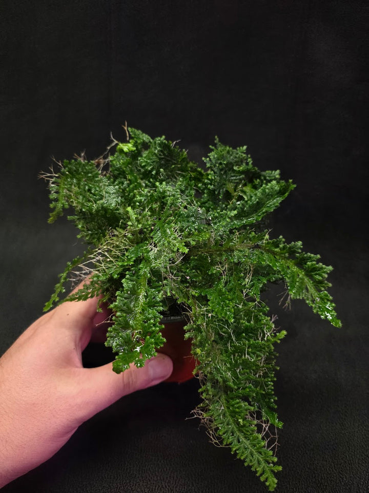 Selaginella Amazonica #04