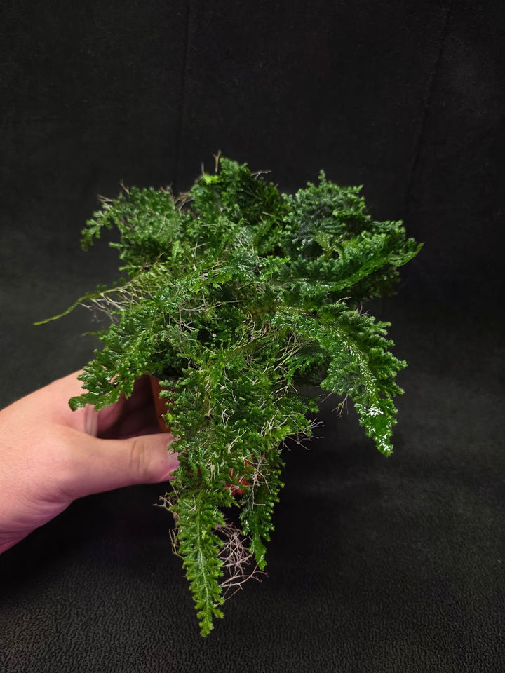 Selaginella Amazonica #04