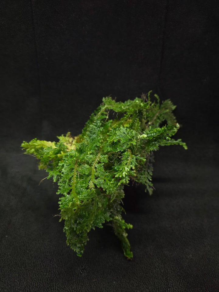 Selaginella Amazonica #05