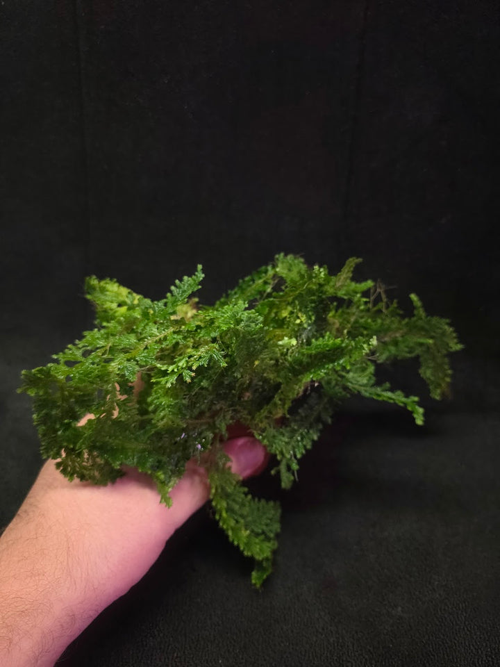 Selaginella Amazonica #05