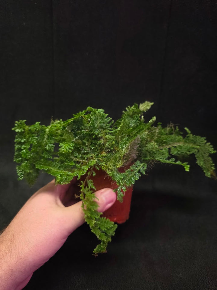 Selaginella Amazonica #05