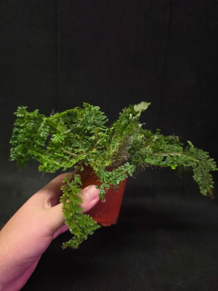Selaginella Amazonica #05