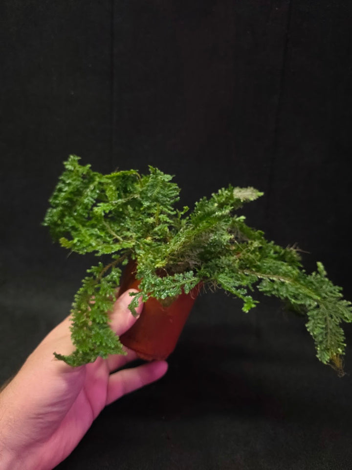 Selaginella Amazonica #05