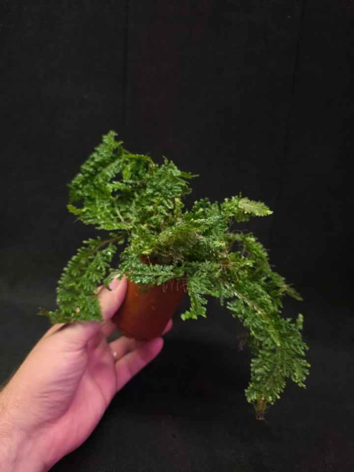 Selaginella Amazonica #05
