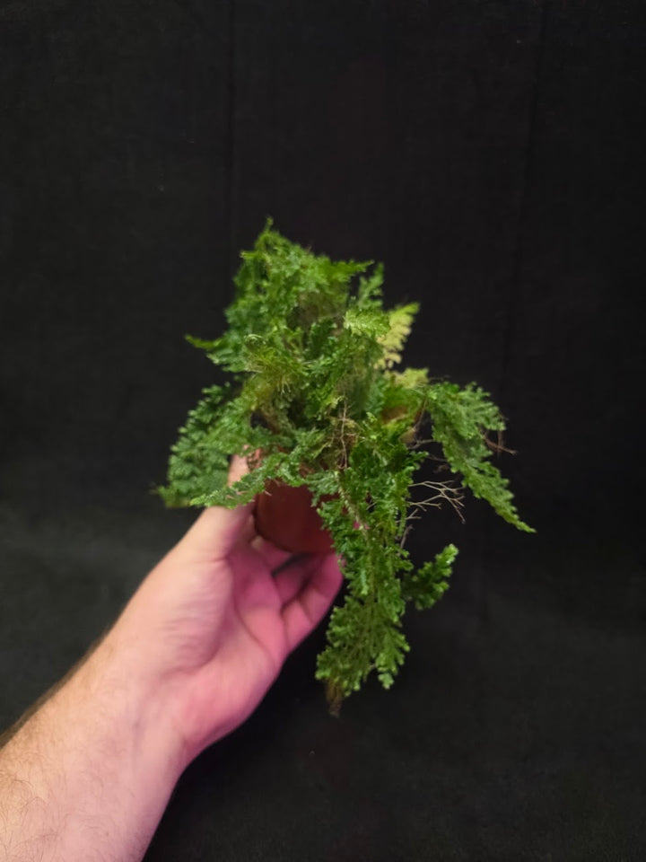 Selaginella Amazonica #05