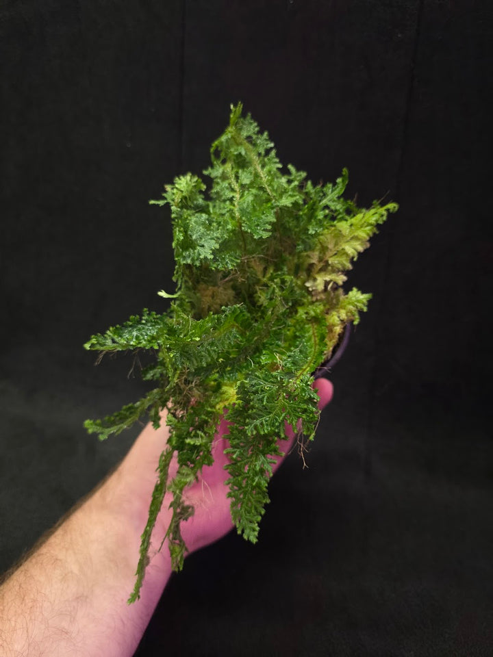 Selaginella Amazonica #05