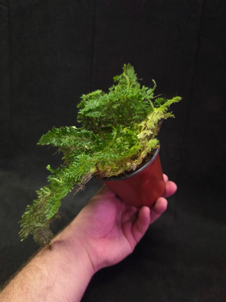 Selaginella Amazonica #05