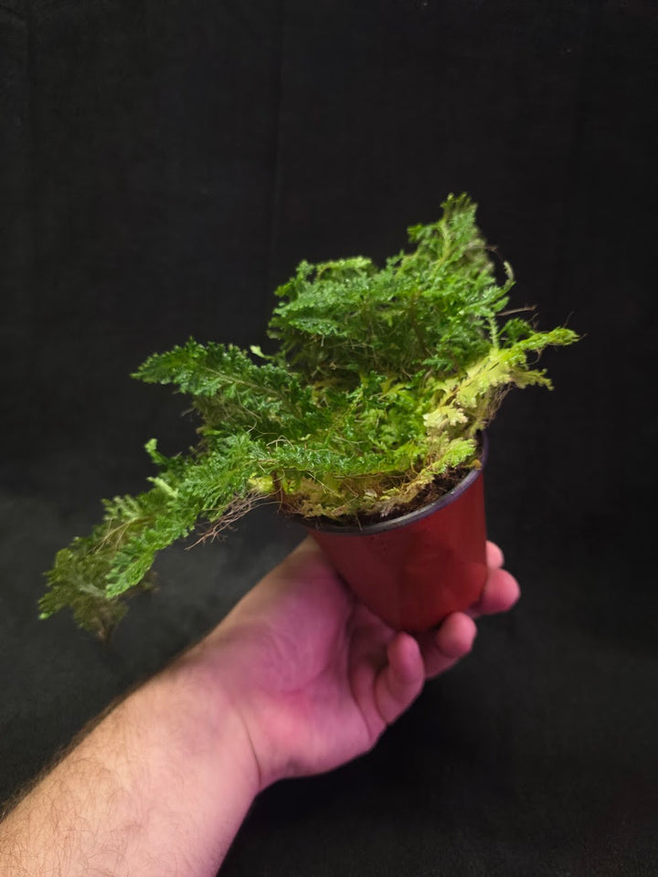 Selaginella Amazonica #05