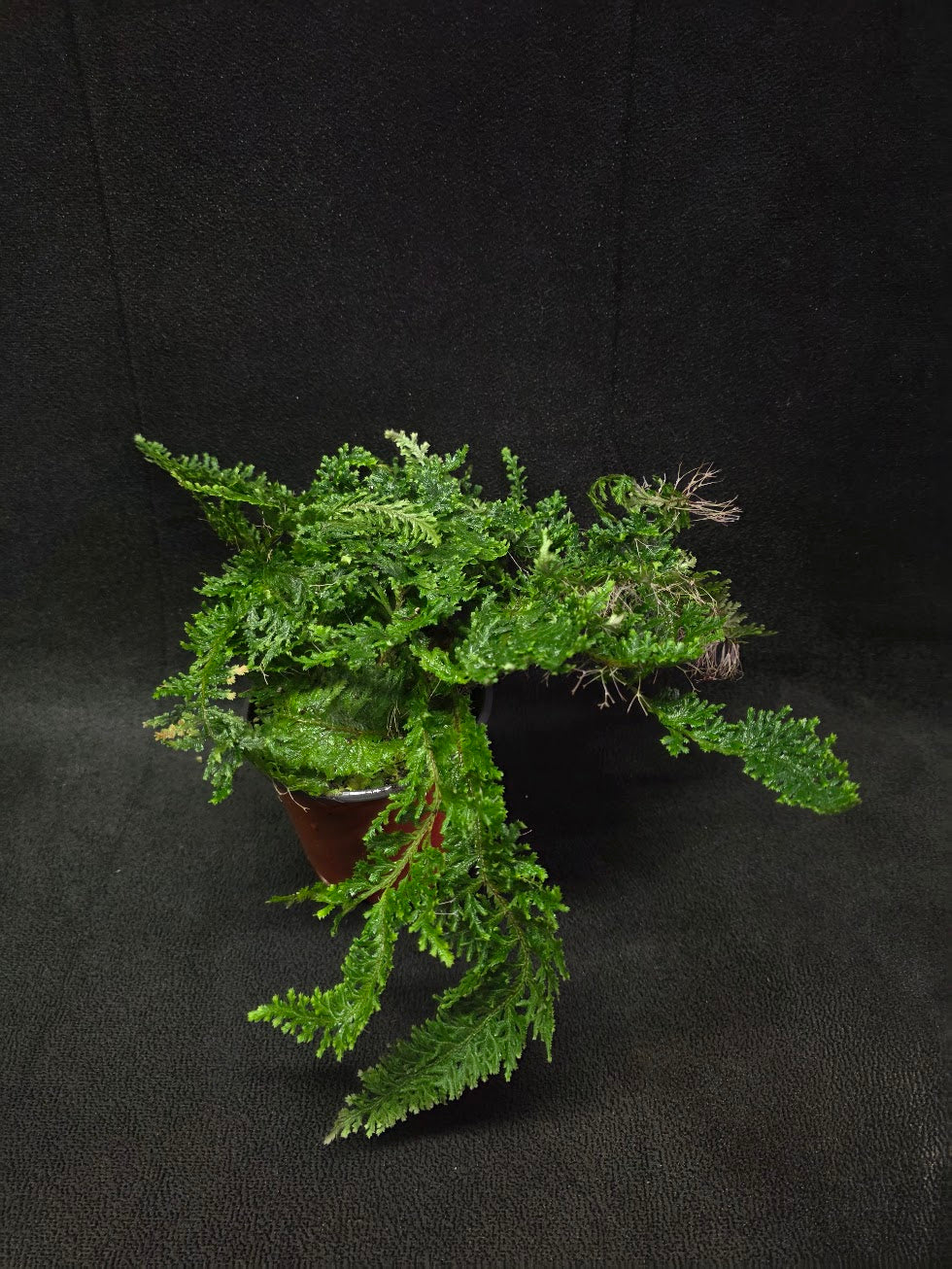Selaginella Amazonica #06