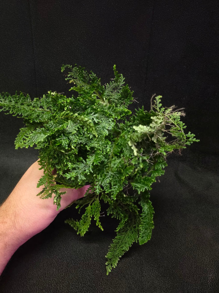 Selaginella Amazonica #06