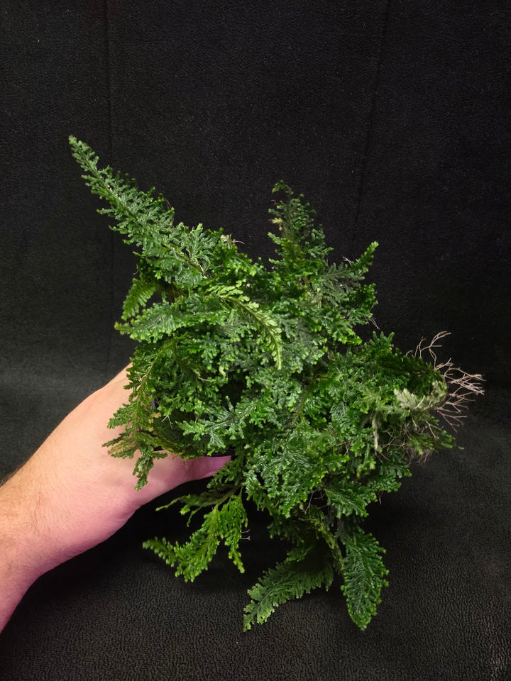 Selaginella Amazonica #06