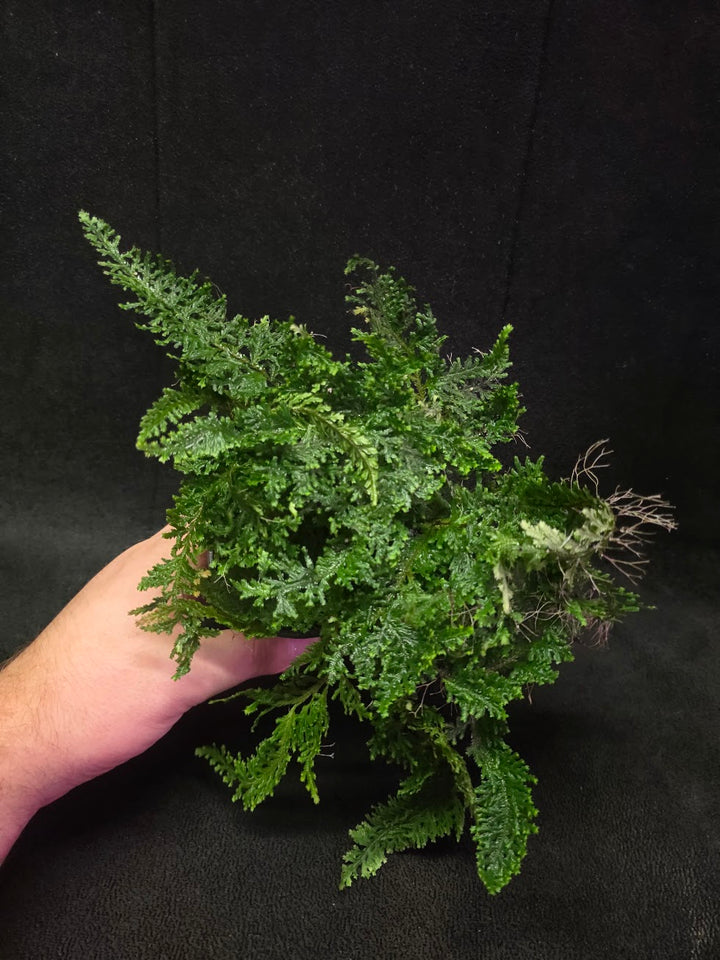Selaginella Amazonica #06