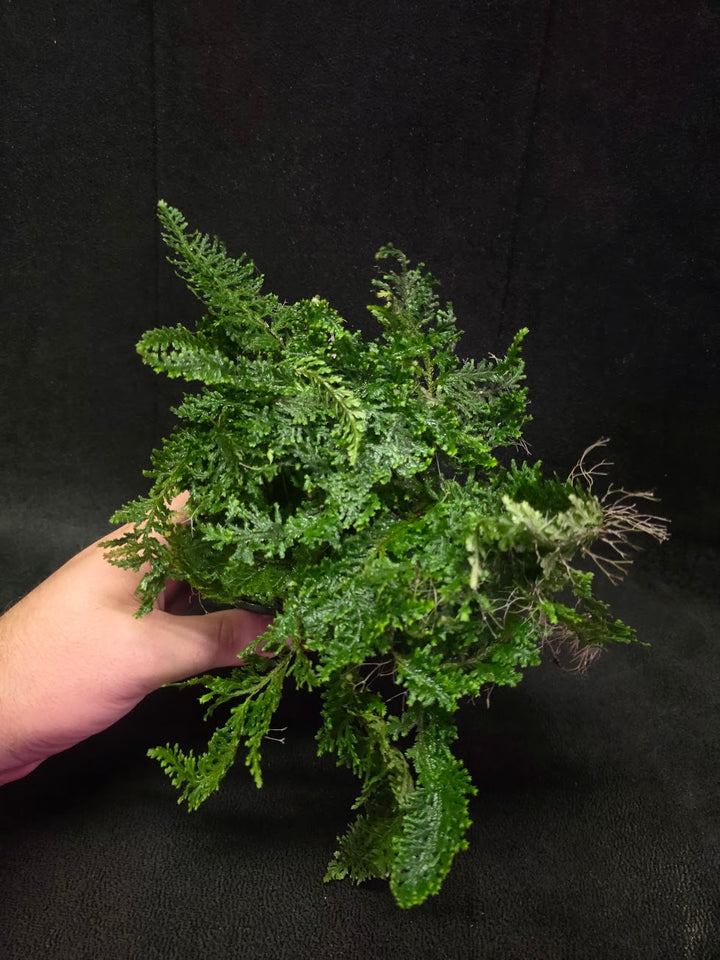 Selaginella Amazonica #06