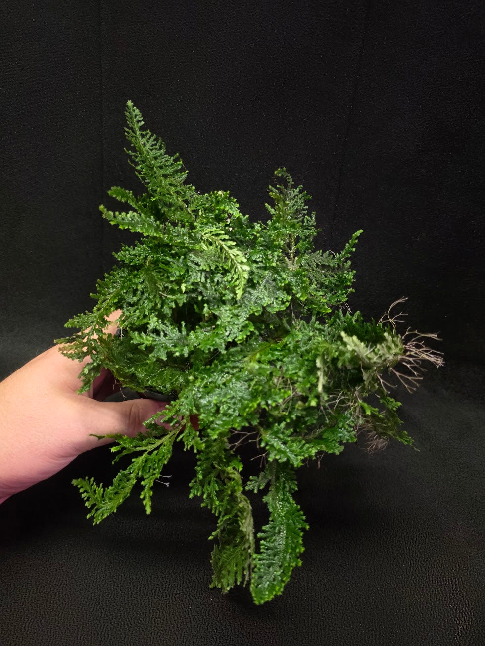 Selaginella Amazonica #06
