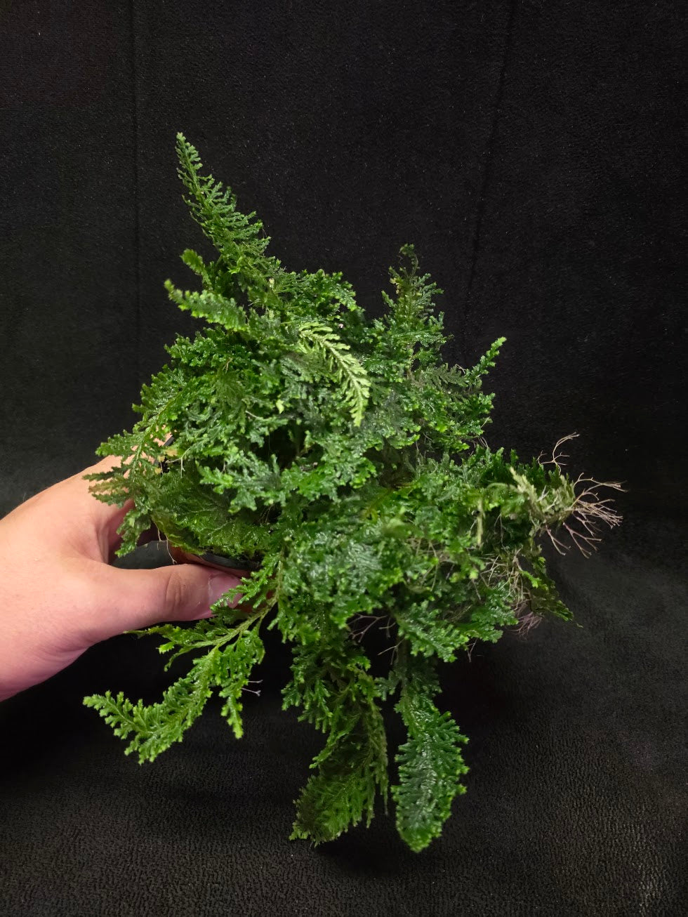 Selaginella Amazonica #06
