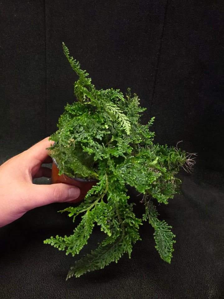 Selaginella Amazonica #06