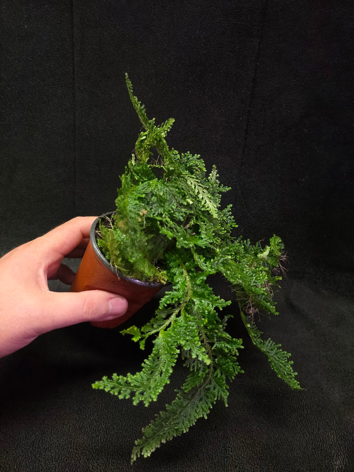 Selaginella Amazonica #06