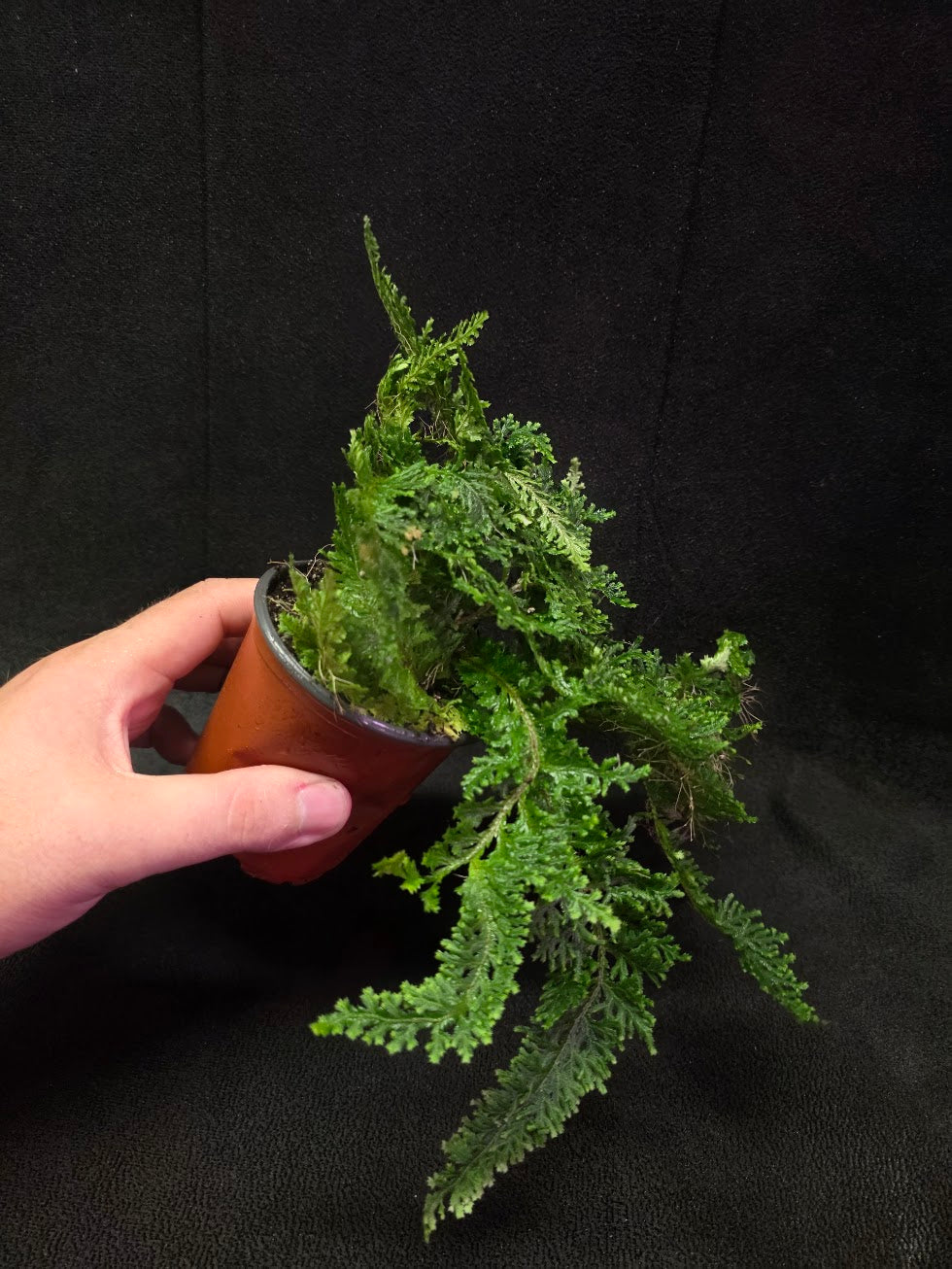 Selaginella Amazonica #06
