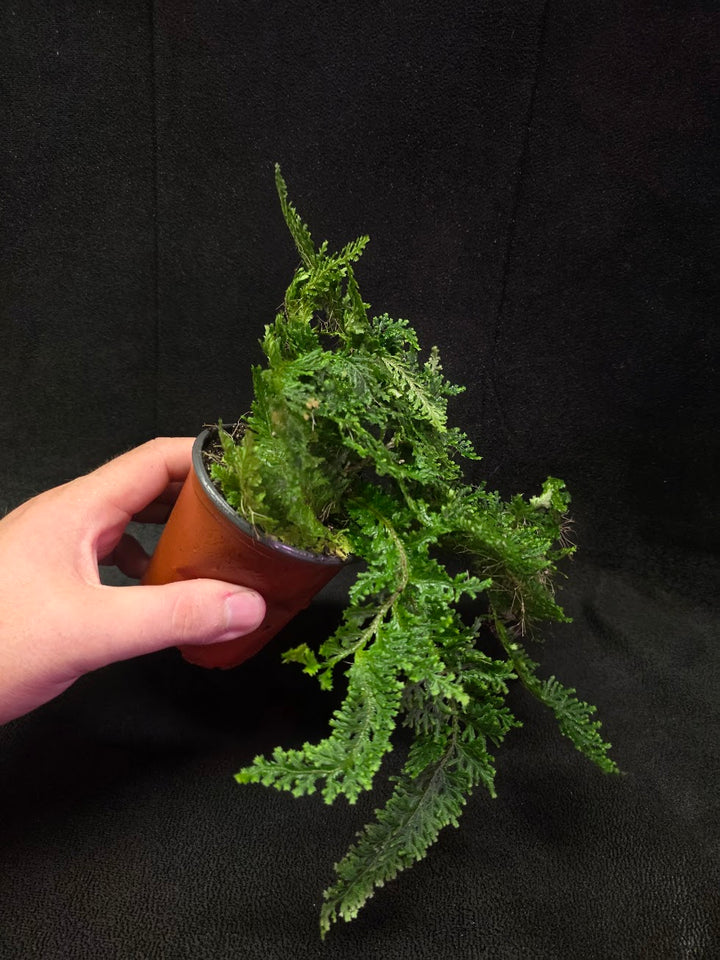 Selaginella Amazonica #06