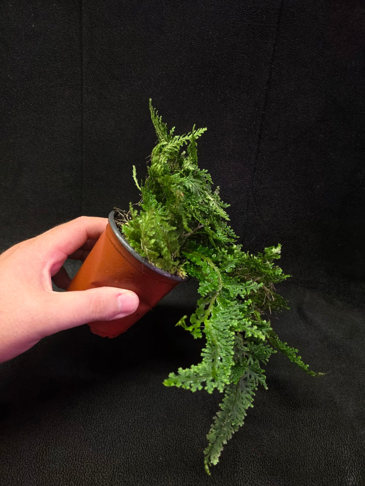 Selaginella Amazonica #06