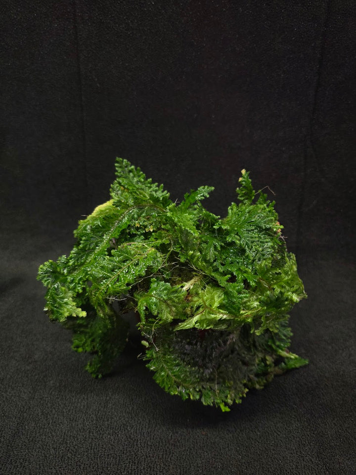 Selaginella Amazonica #07