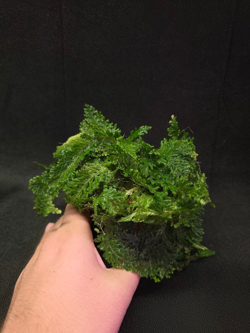Selaginella Amazonica #07
