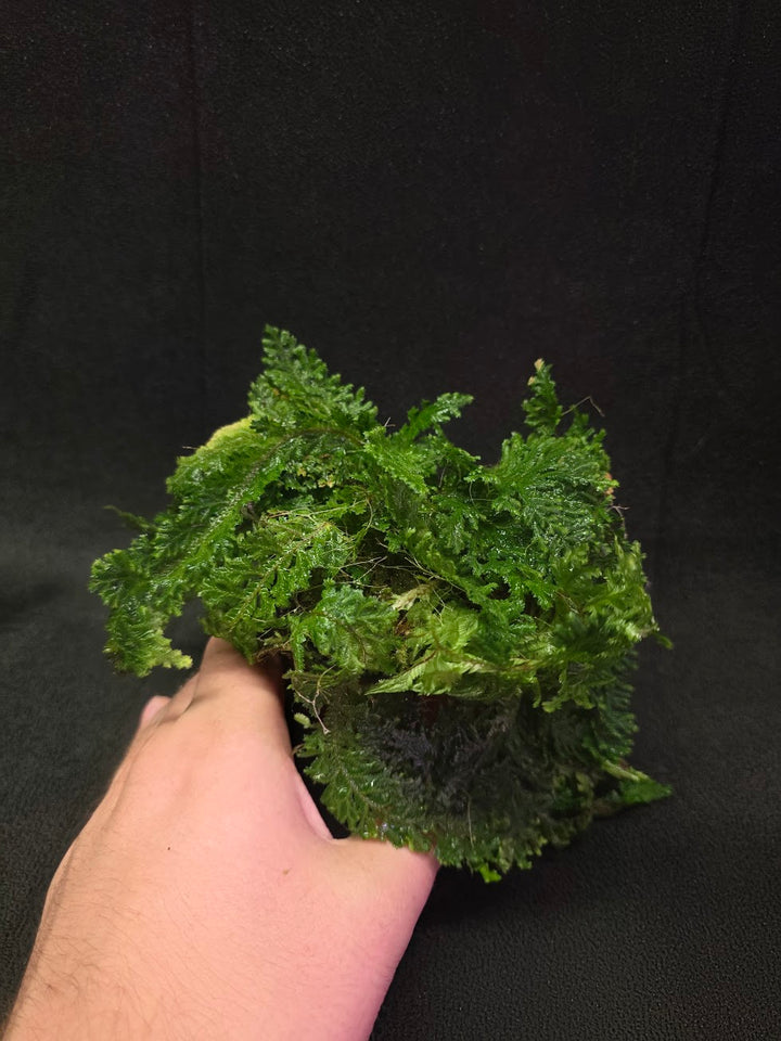 Selaginella Amazonica #07