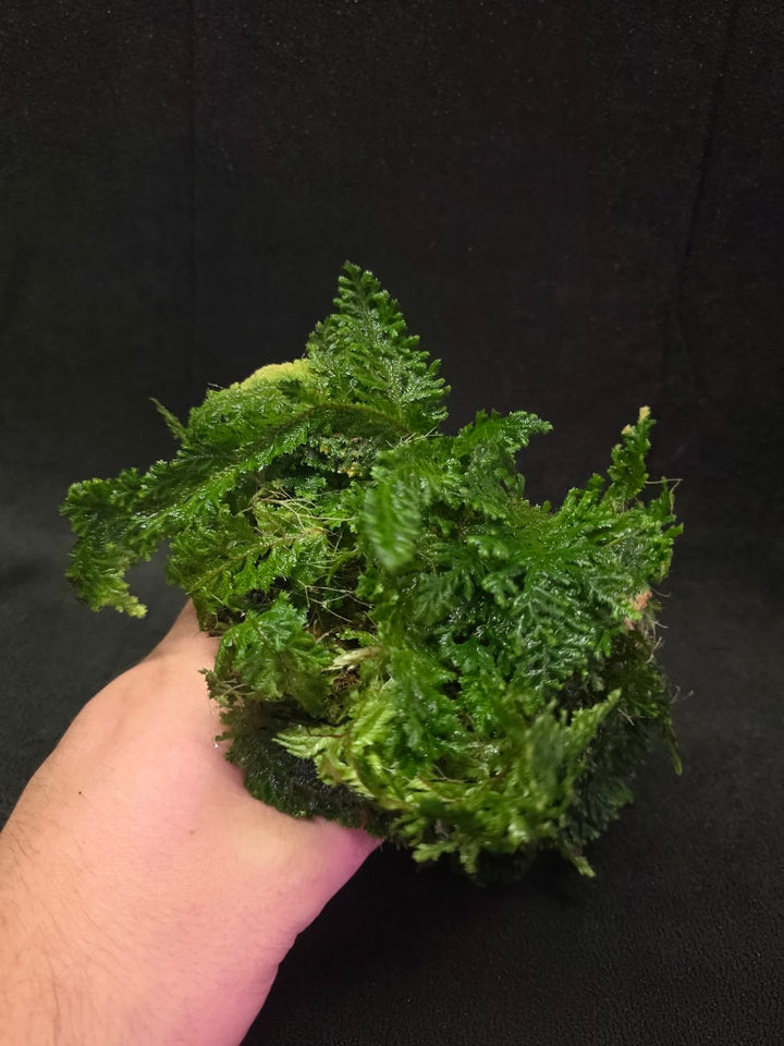 Selaginella Amazonica #07