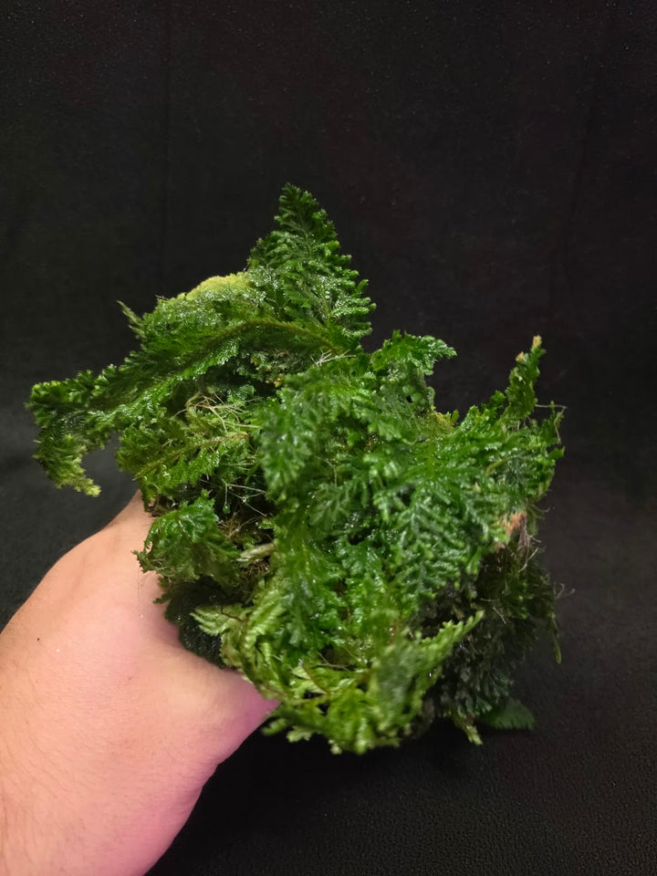 Selaginella Amazonica #07