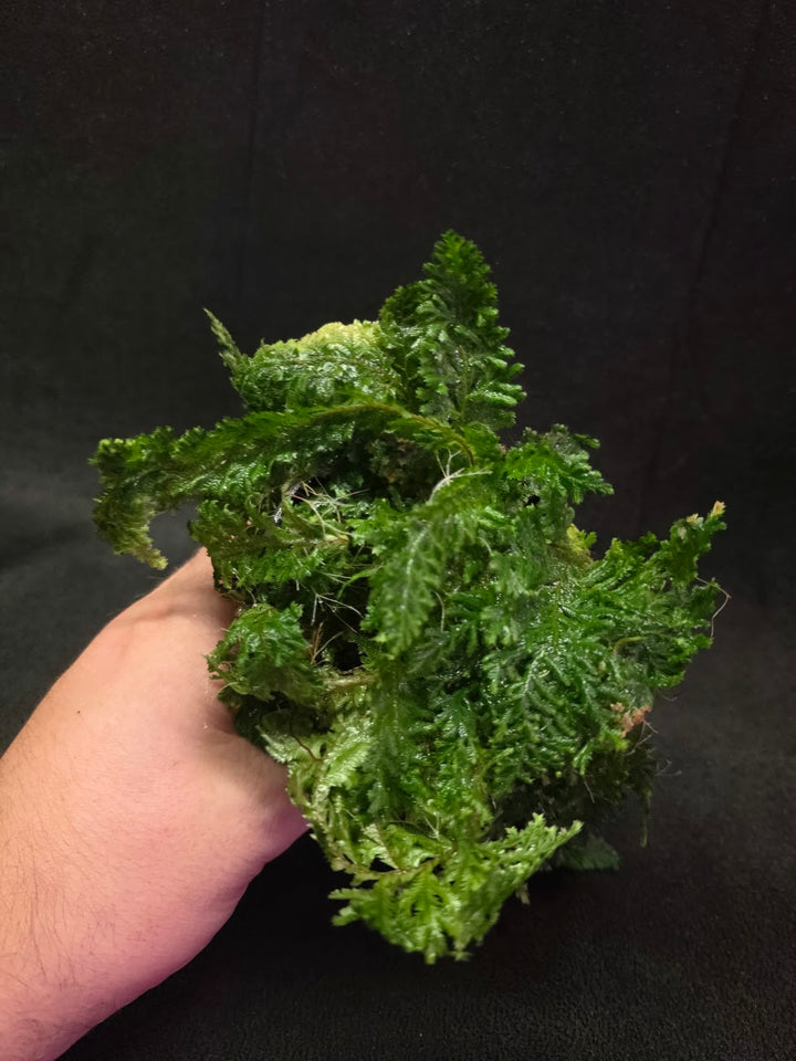 Selaginella Amazonica #07
