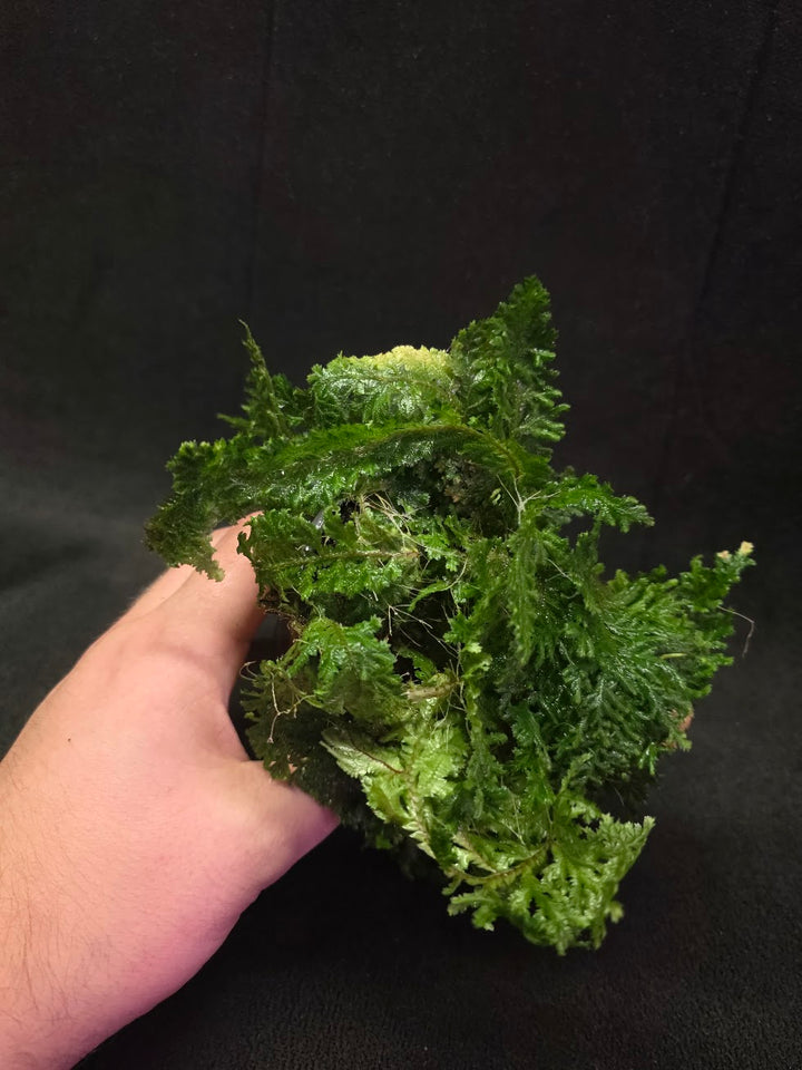 Selaginella Amazonica #07
