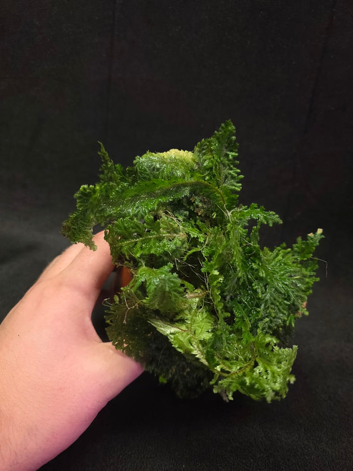 Selaginella Amazonica #07