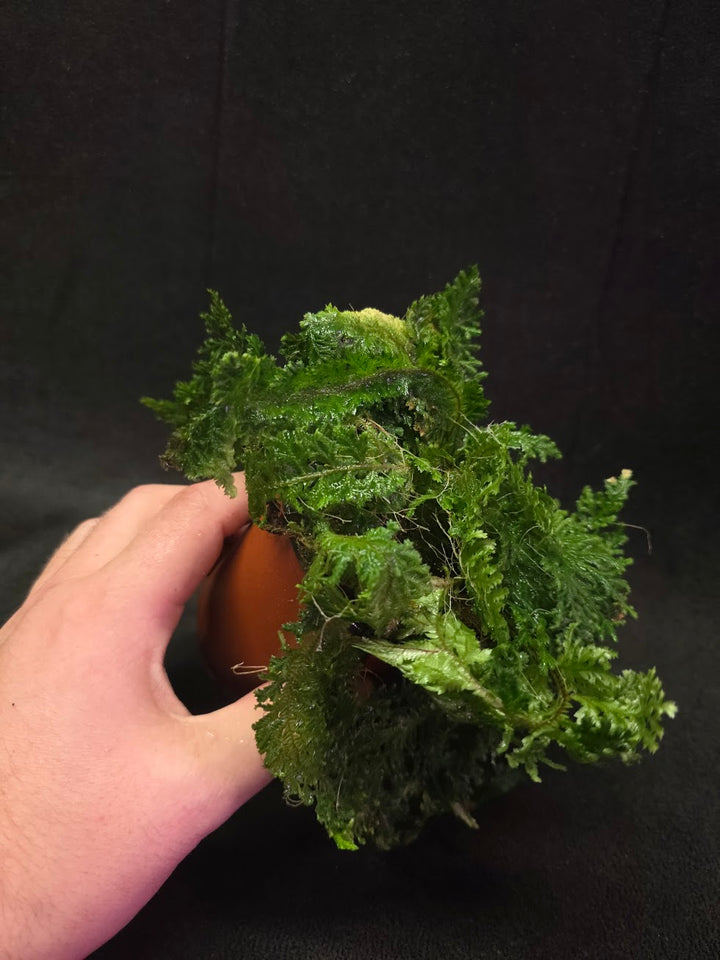 Selaginella Amazonica #07