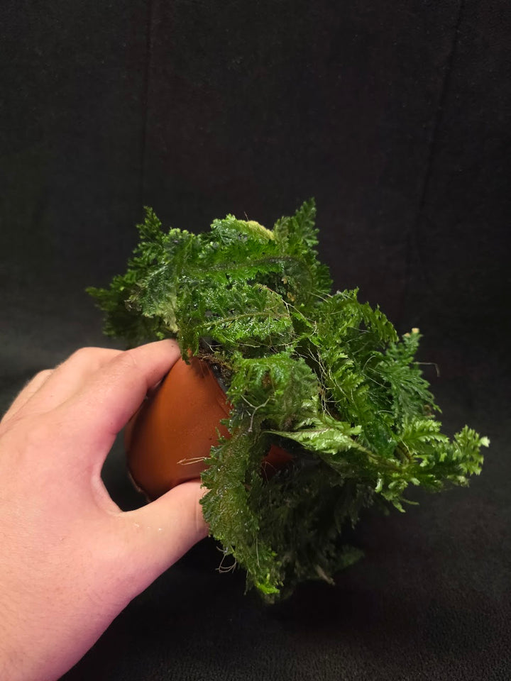 Selaginella Amazonica #07