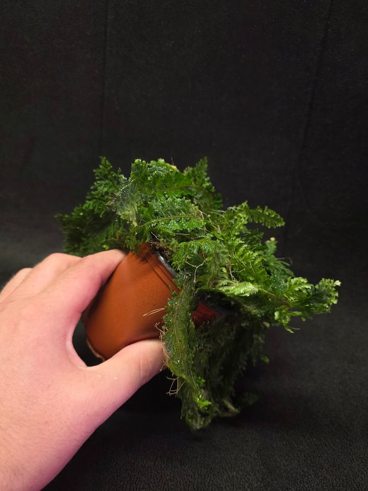 Selaginella Amazonica #07