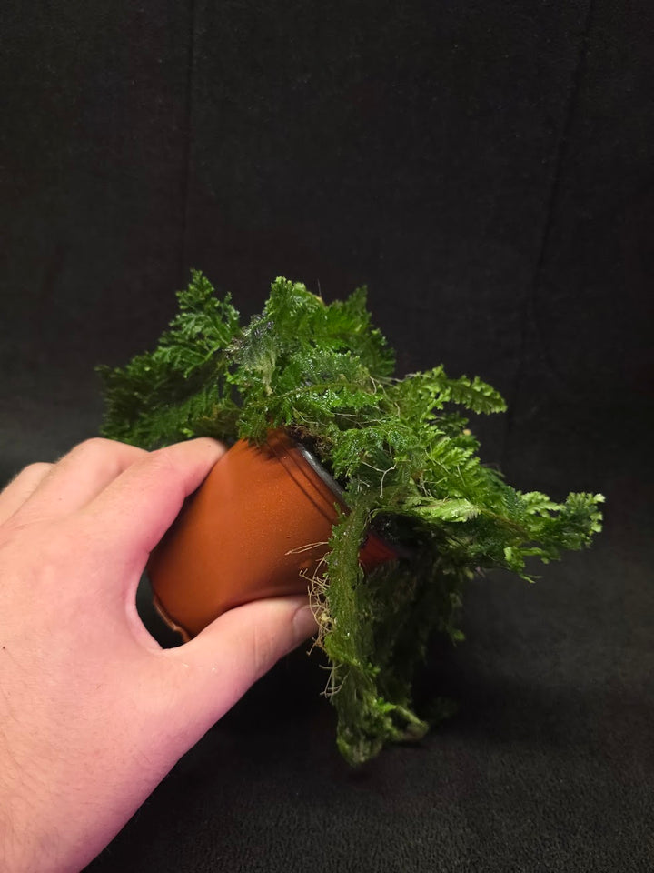 Selaginella Amazonica #07