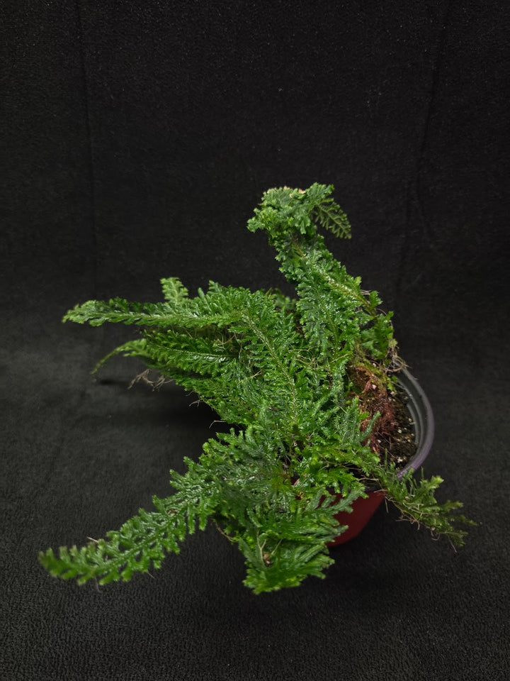 Selaginella Amazonica #08