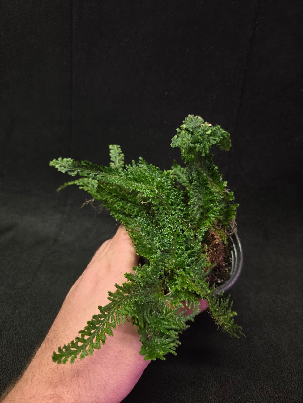 Selaginella Amazonica #08